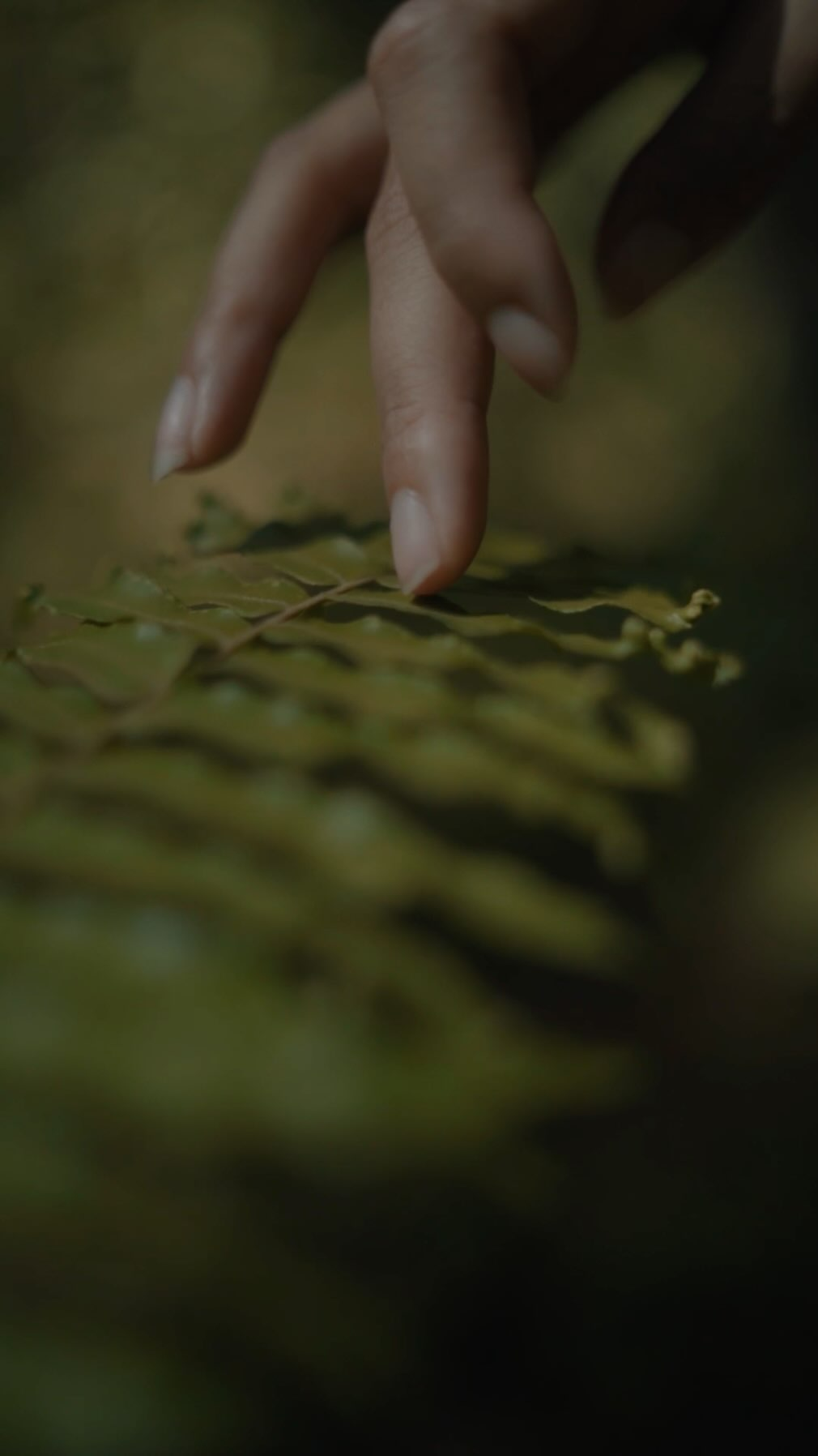 serene — Reacharge with nature